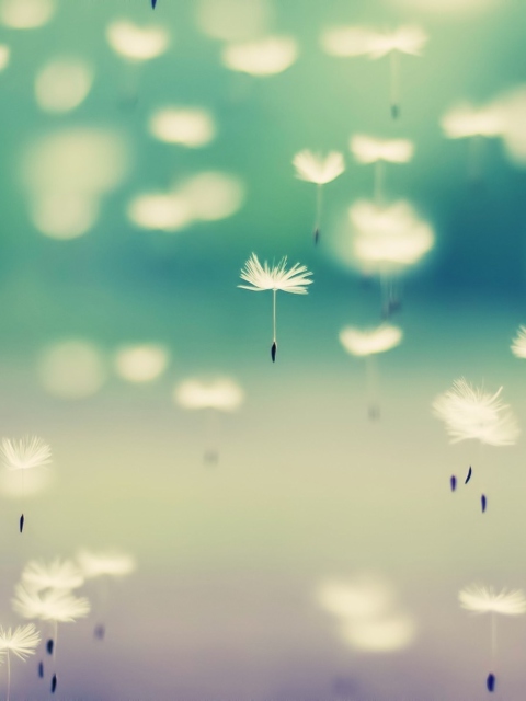 Flying Dandelion Seeds screenshot #1 480x640
