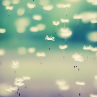 Flying Dandelion Seeds sfondi gratuiti per iPad Air