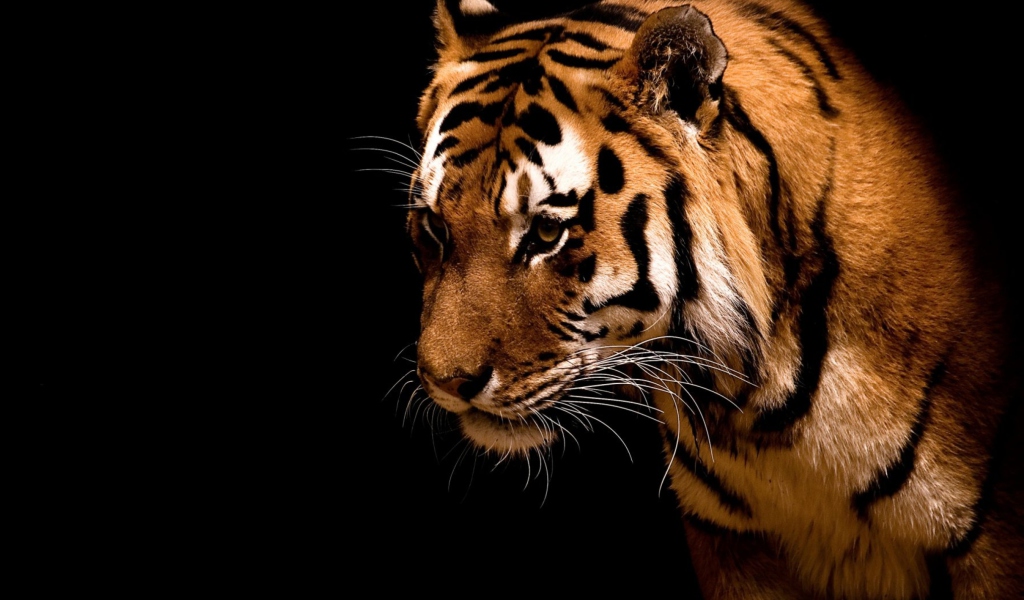 Fondo de pantalla Bengal Tiger HD 1024x600
