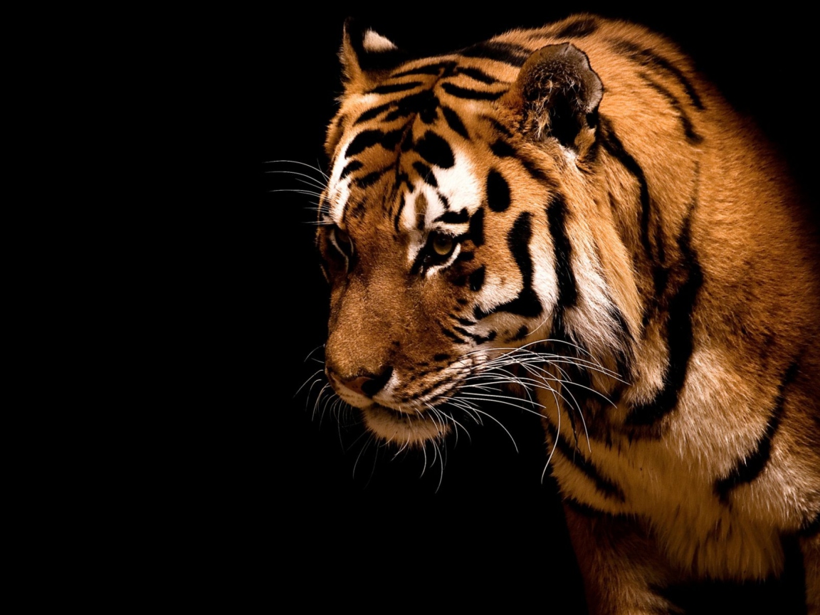 Bengal Tiger HD screenshot #1 1152x864