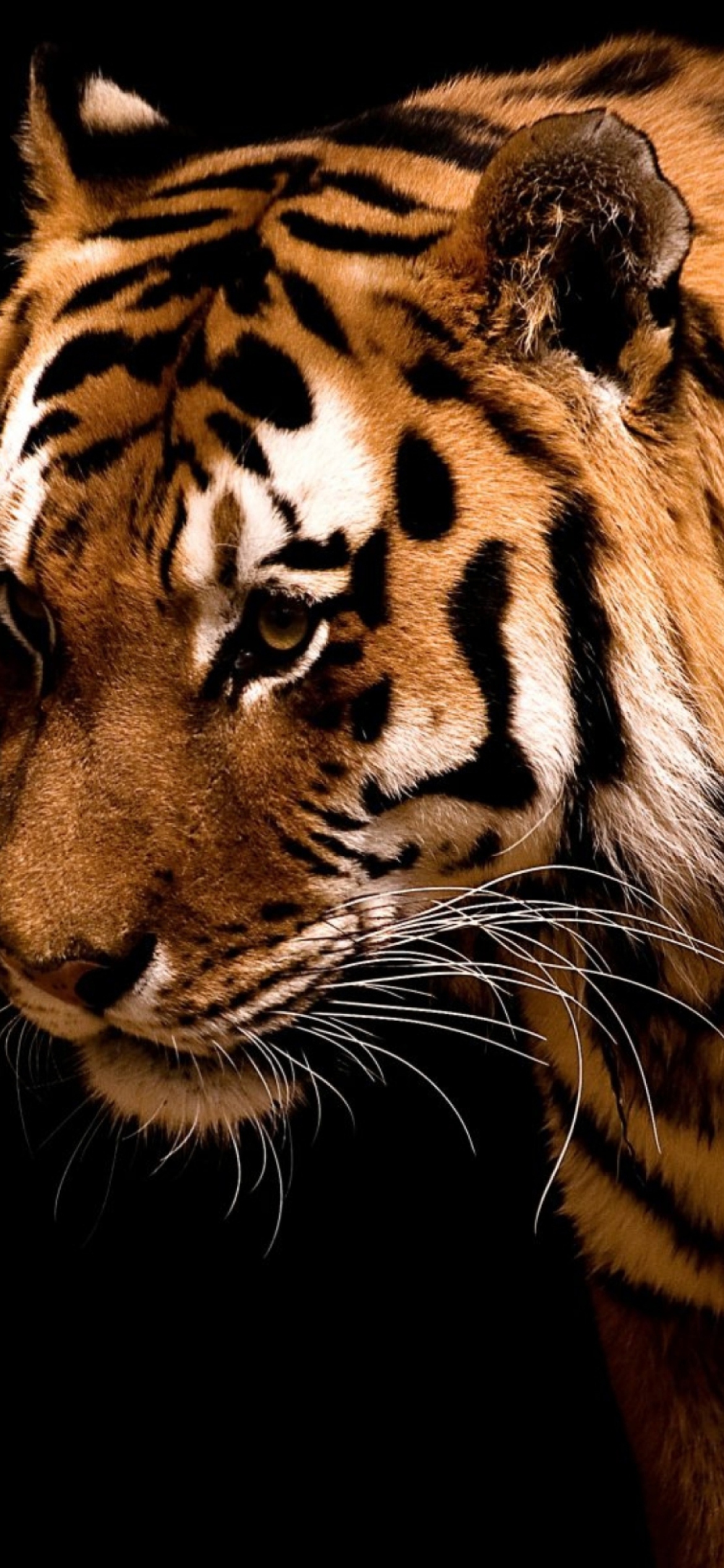 Fondo de pantalla Bengal Tiger HD 1170x2532