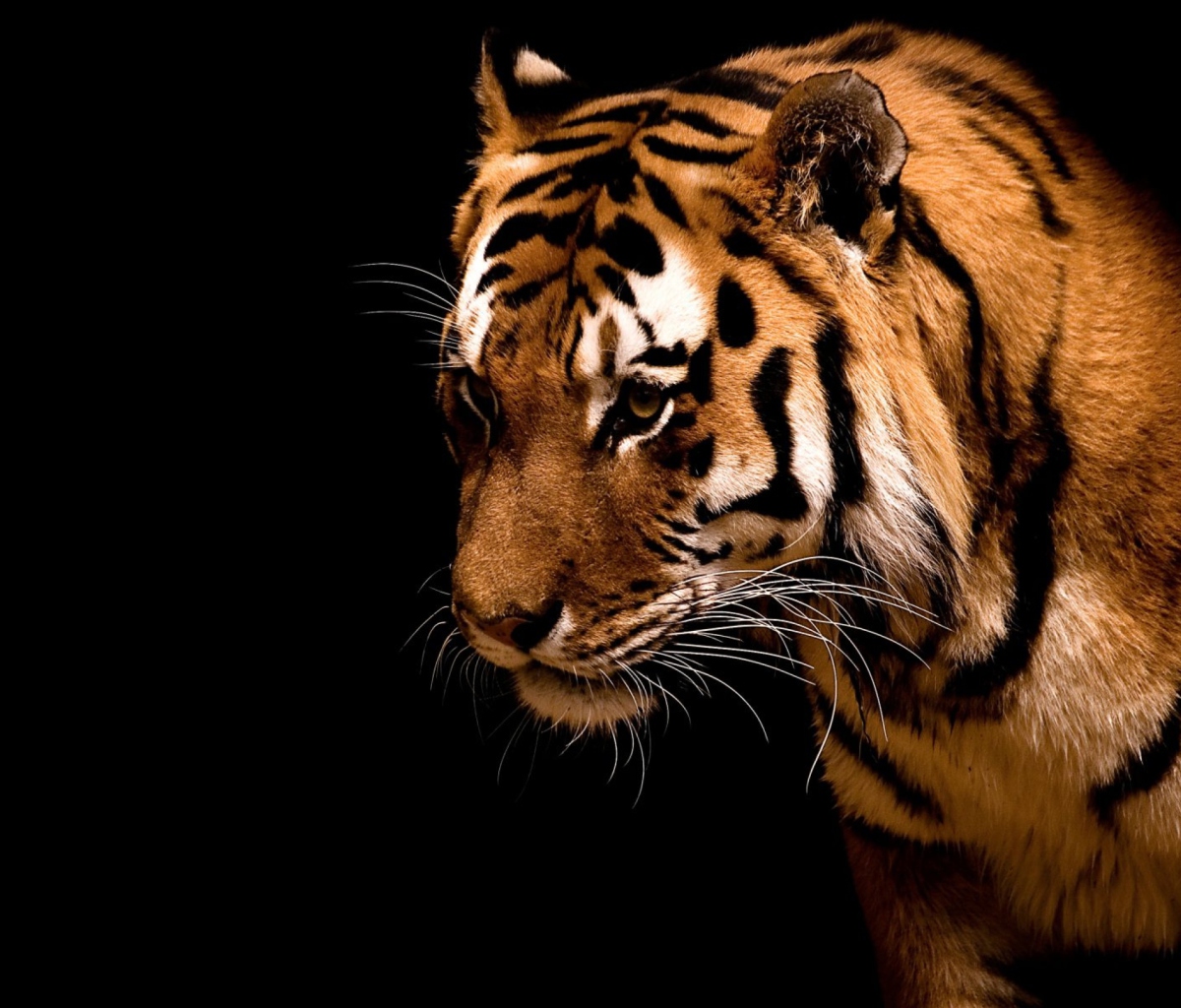 Fondo de pantalla Bengal Tiger HD 1200x1024