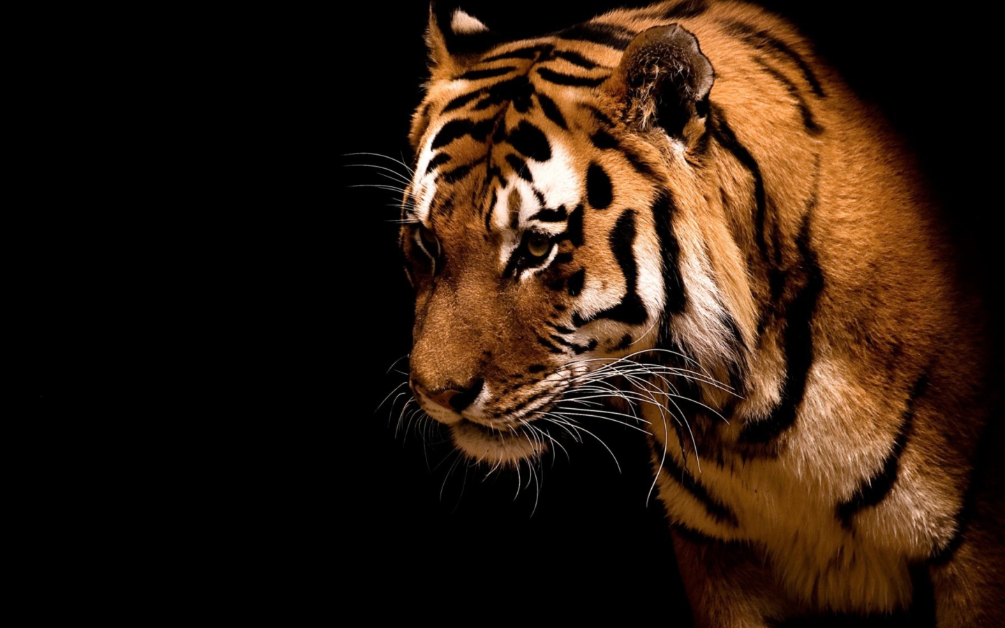 Bengal Tiger HD wallpaper 1440x900