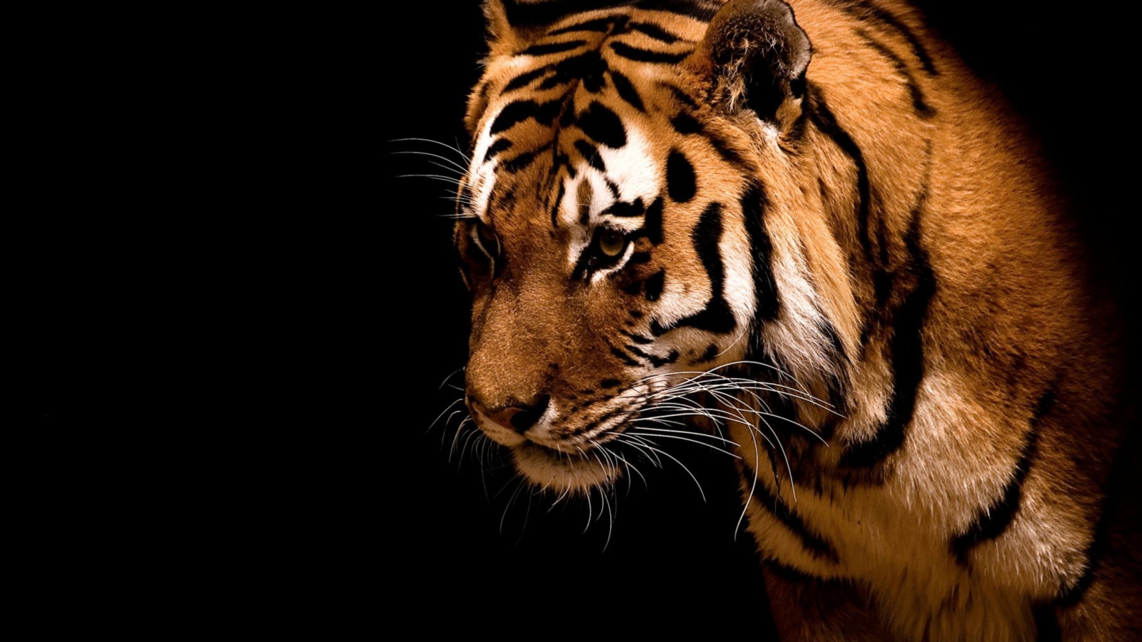 Bengal Tiger HD wallpaper 1600x900