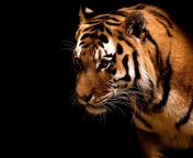 Fondo de pantalla Bengal Tiger HD 176x144