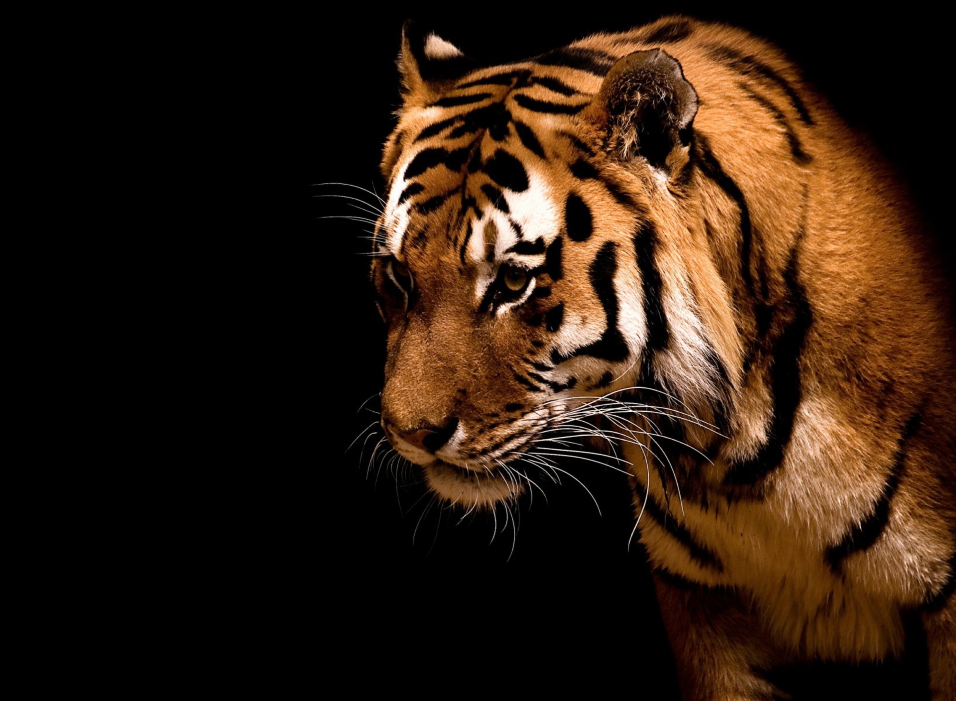 Bengal Tiger HD screenshot #1 1920x1408