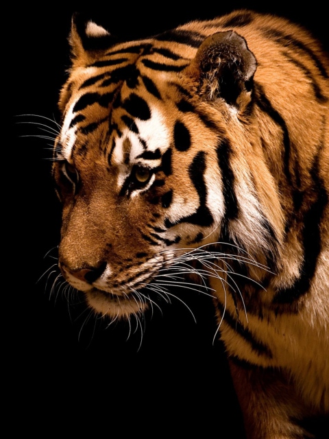 Fondo de pantalla Bengal Tiger HD 480x640