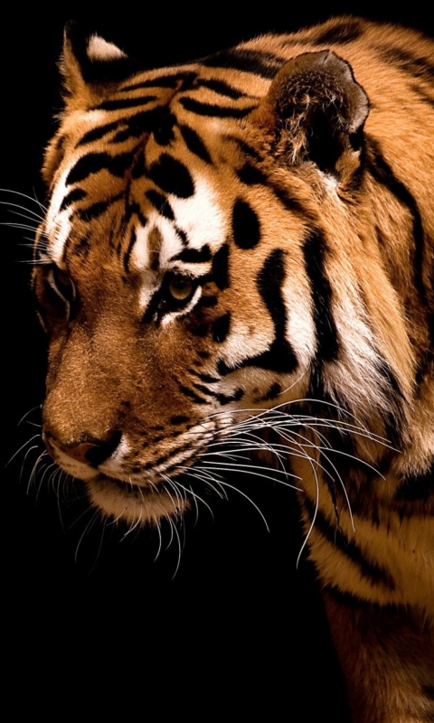Fondo de pantalla Bengal Tiger HD 480x800