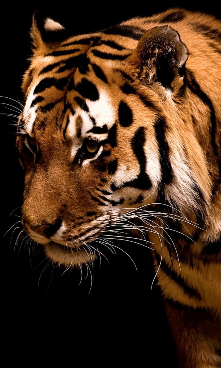 Fondo de pantalla Bengal Tiger HD 768x1280