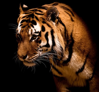 Bengal Tiger HD - Obrázkek zdarma pro 1024x1024