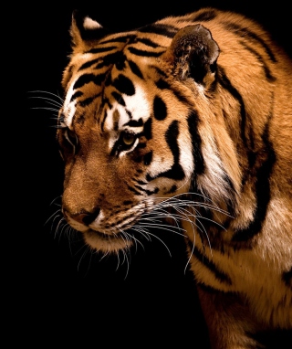 Bengal Tiger HD - Obrázkek zdarma pro 132x176