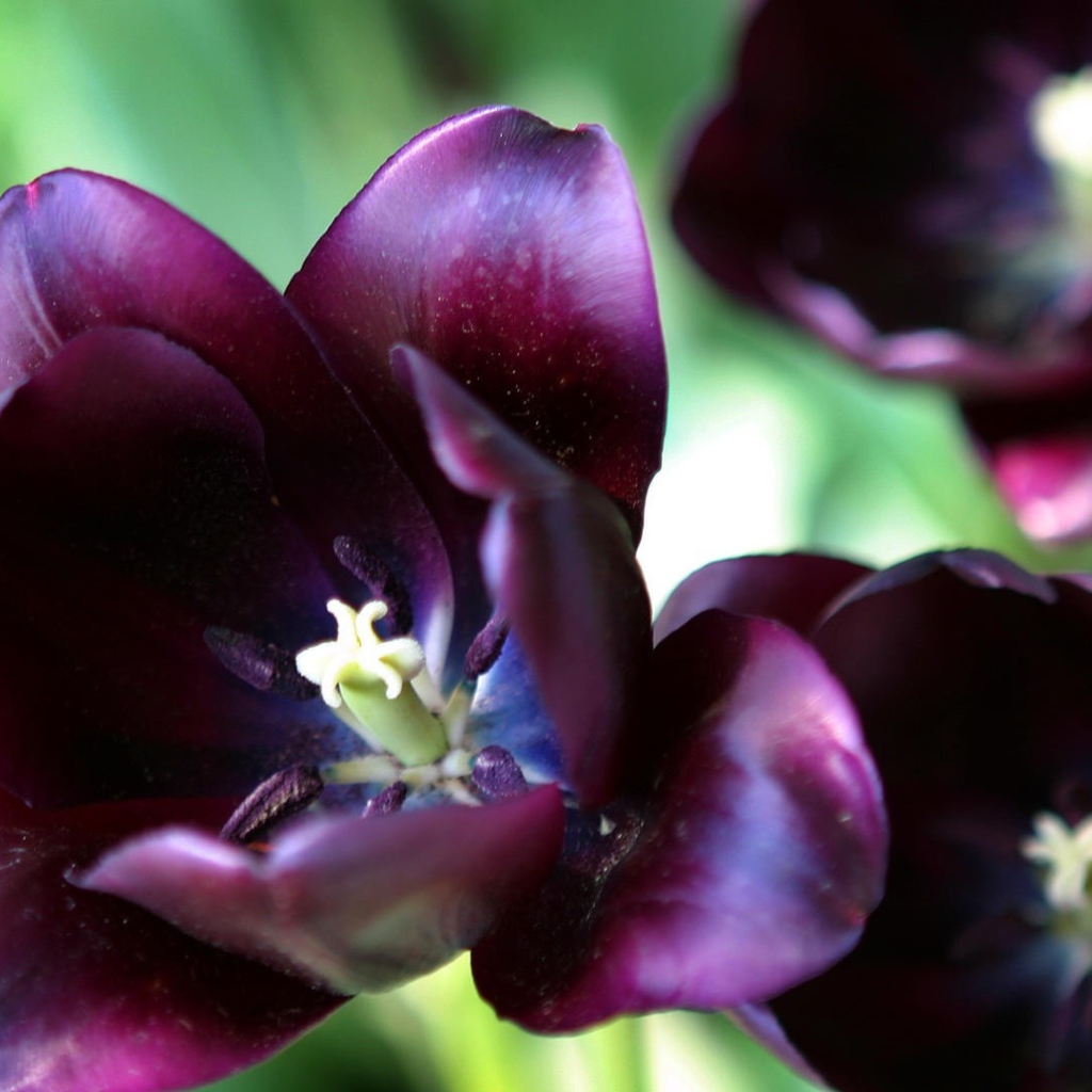 Fondo de pantalla Purple Tulip 1024x1024