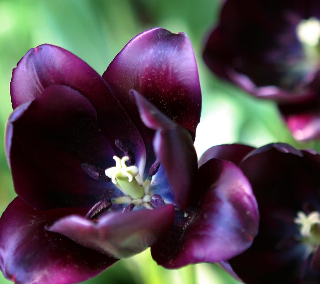 Das Purple Tulip Wallpaper 1080x960