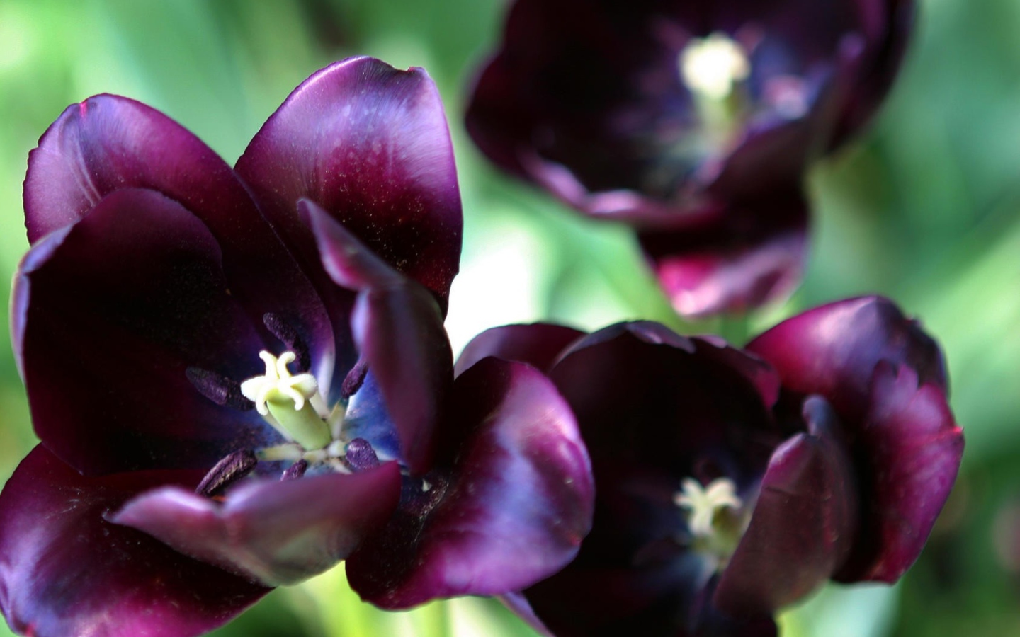 Screenshot №1 pro téma Purple Tulip 1440x900
