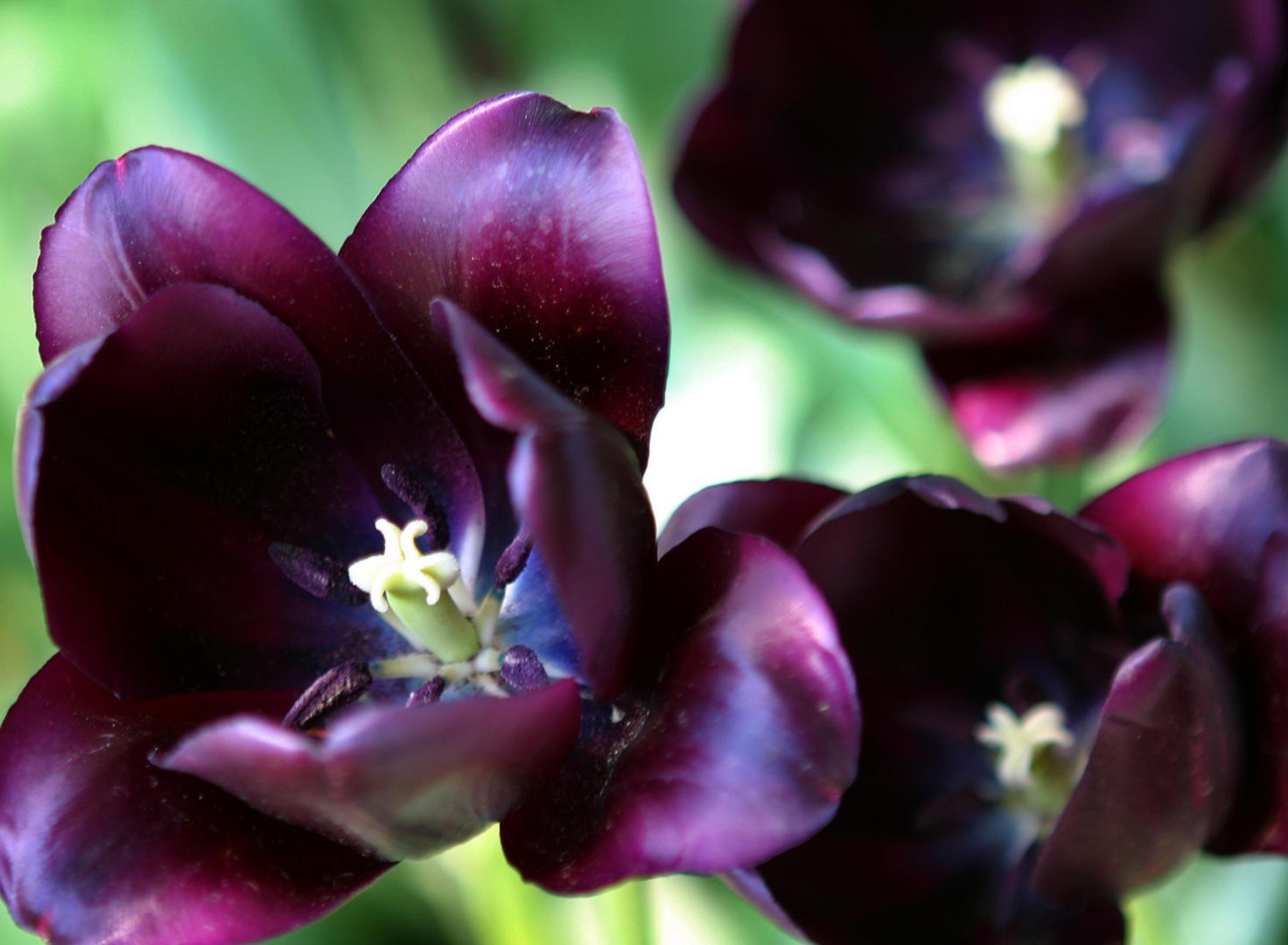 Fondo de pantalla Purple Tulip 1920x1408