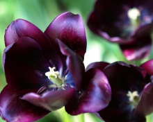 Fondo de pantalla Purple Tulip 220x176