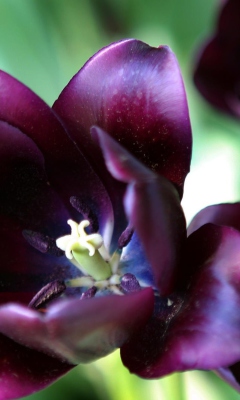 Fondo de pantalla Purple Tulip 240x400