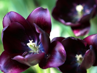 Screenshot №1 pro téma Purple Tulip 320x240