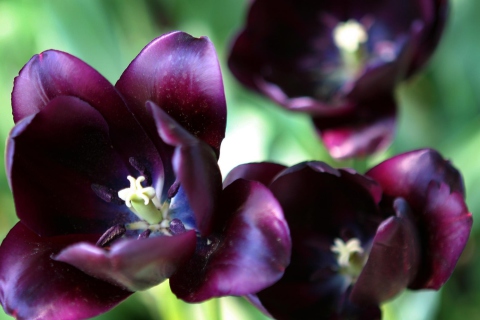 Das Purple Tulip Wallpaper 480x320