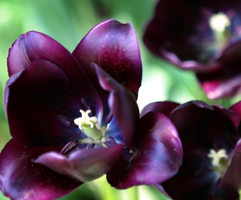 Purple Tulip screenshot #1 480x400