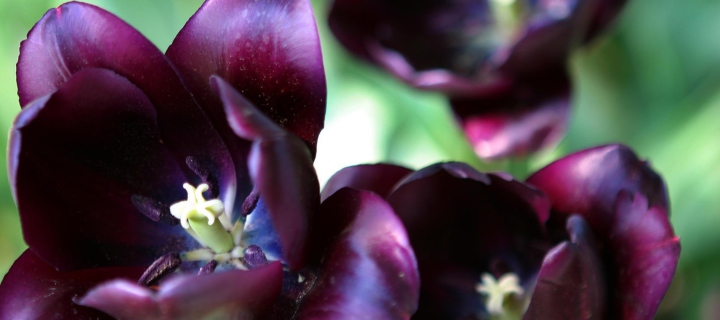 Fondo de pantalla Purple Tulip 720x320