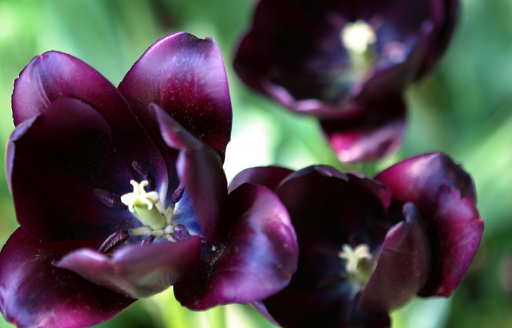 Fondo de pantalla Purple Tulip