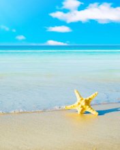 Fondo de pantalla Starfish at summer beach 176x220