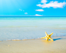 Fondo de pantalla Starfish at summer beach 220x176