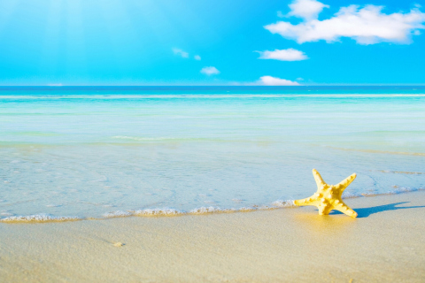 Fondo de pantalla Starfish at summer beach 480x320