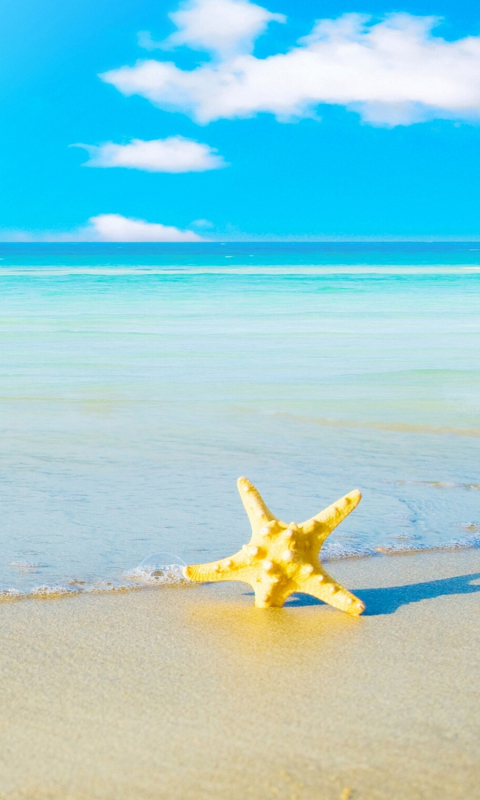 Sfondi Starfish at summer beach 480x800