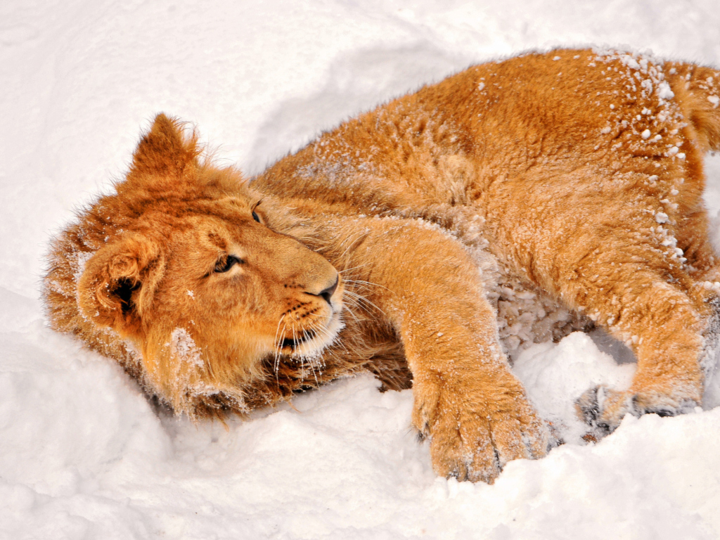 Das Lion In Snow Wallpaper 1024x768