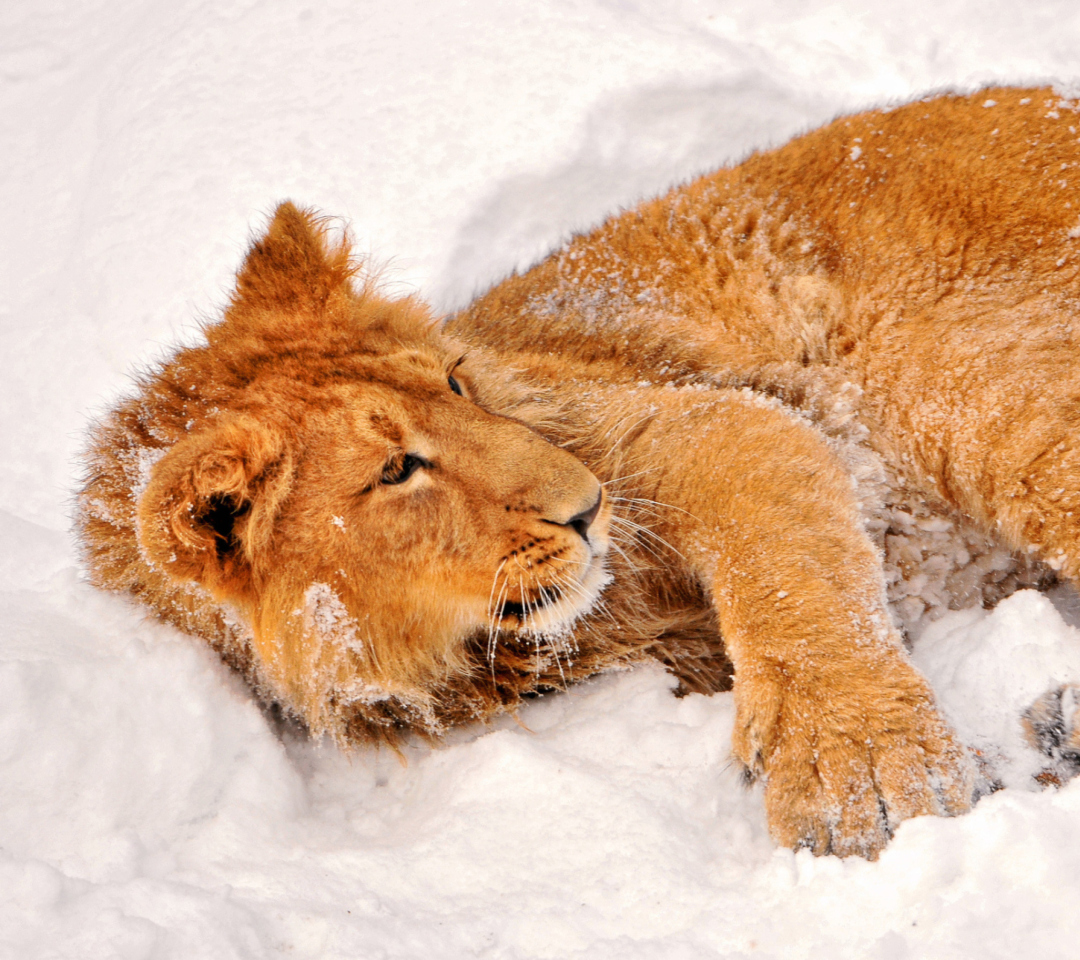 Fondo de pantalla Lion In Snow 1080x960