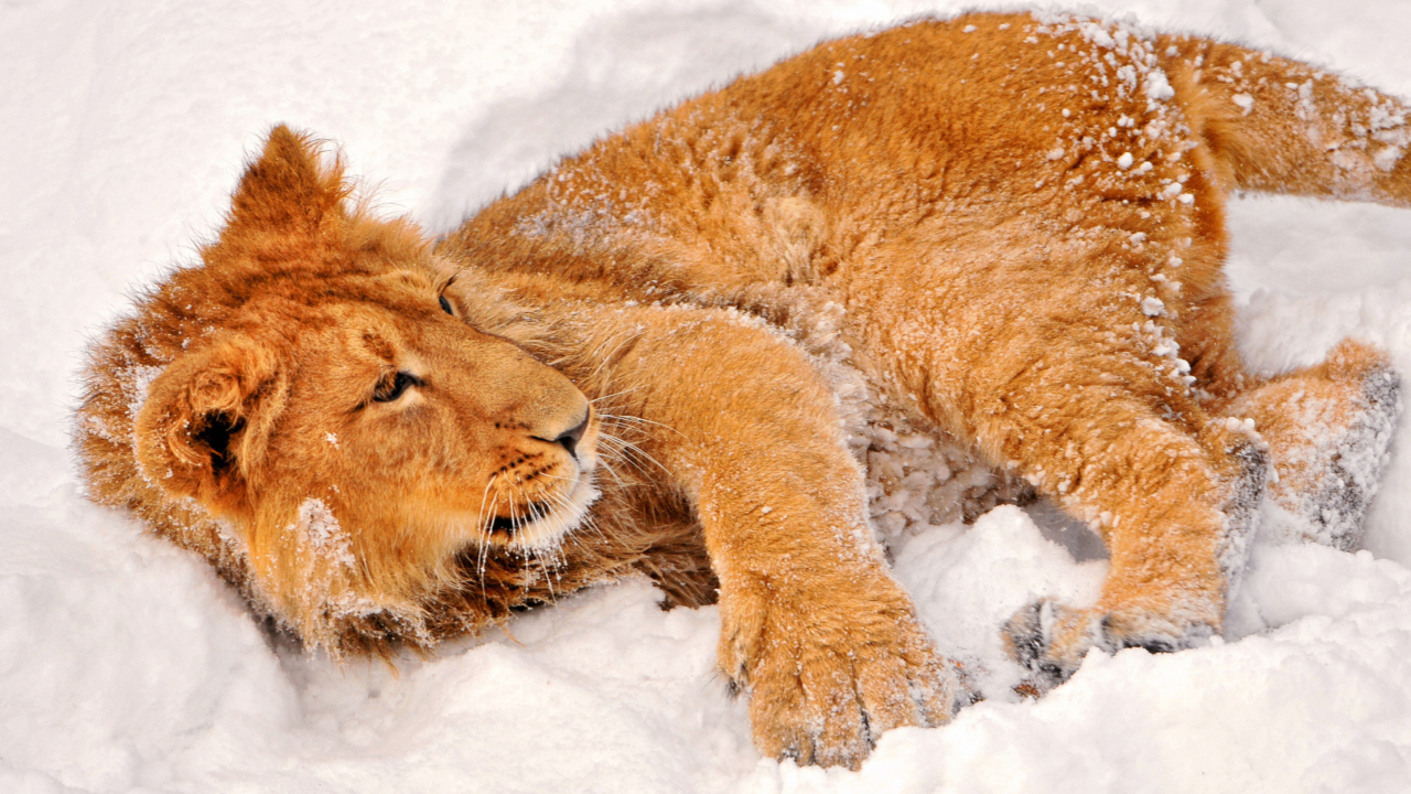 Sfondi Lion In Snow 1280x720