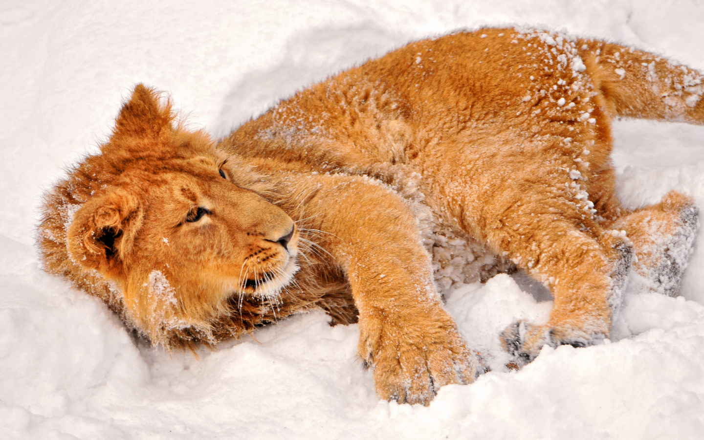 Fondo de pantalla Lion In Snow 1440x900