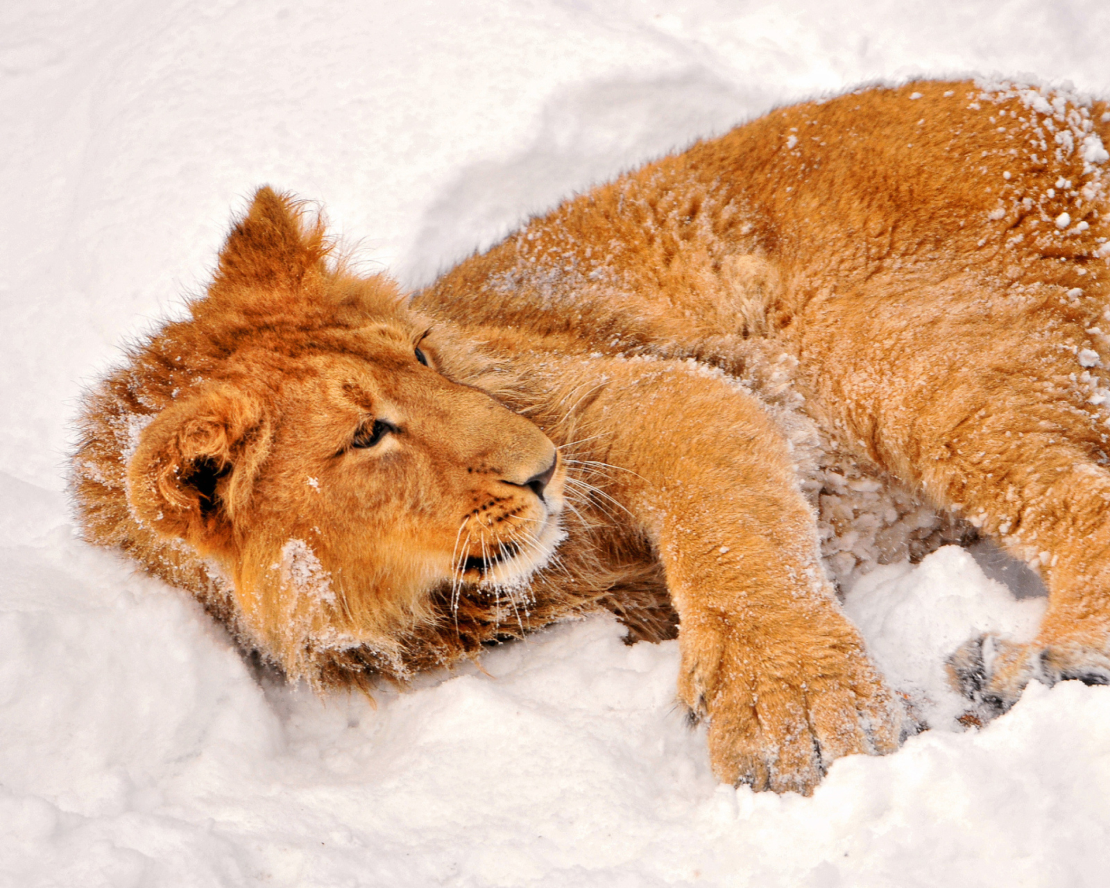 Обои Lion In Snow 1600x1280