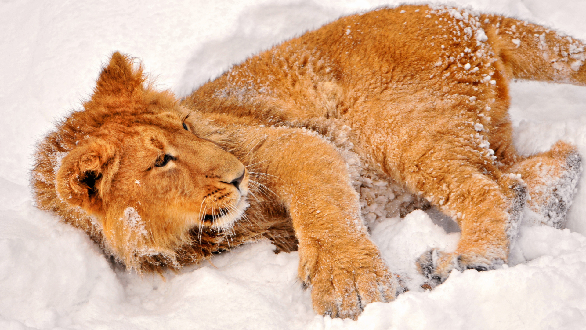 Lion In Snow wallpaper 1920x1080