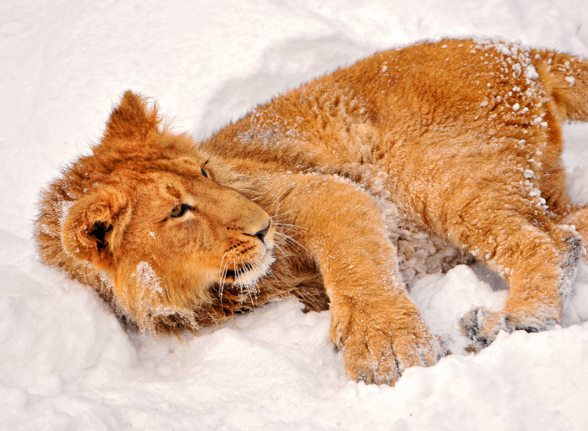 Das Lion In Snow Wallpaper 1920x1408