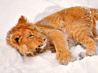 Fondo de pantalla Lion In Snow 320x240