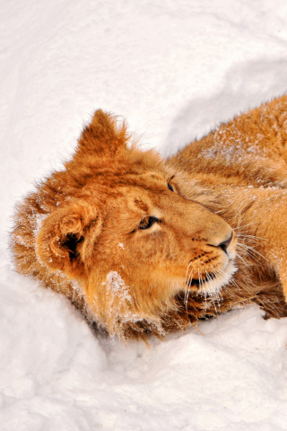Обои Lion In Snow 320x480