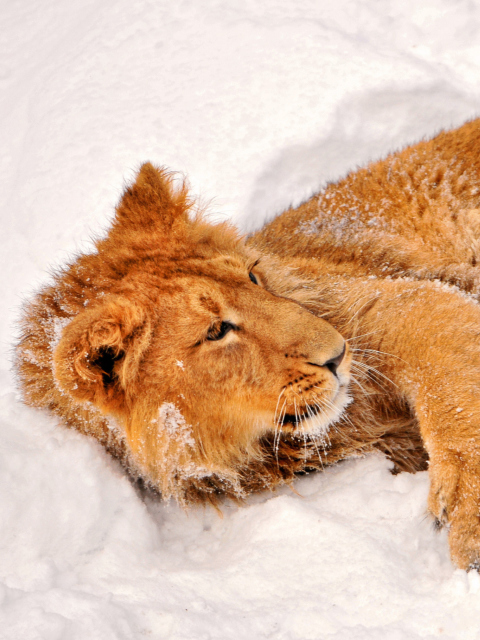 Das Lion In Snow Wallpaper 480x640