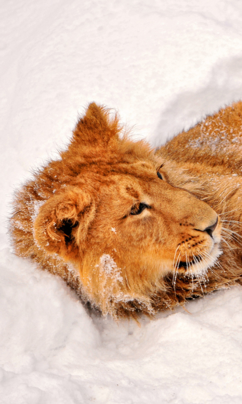Screenshot №1 pro téma Lion In Snow 480x800