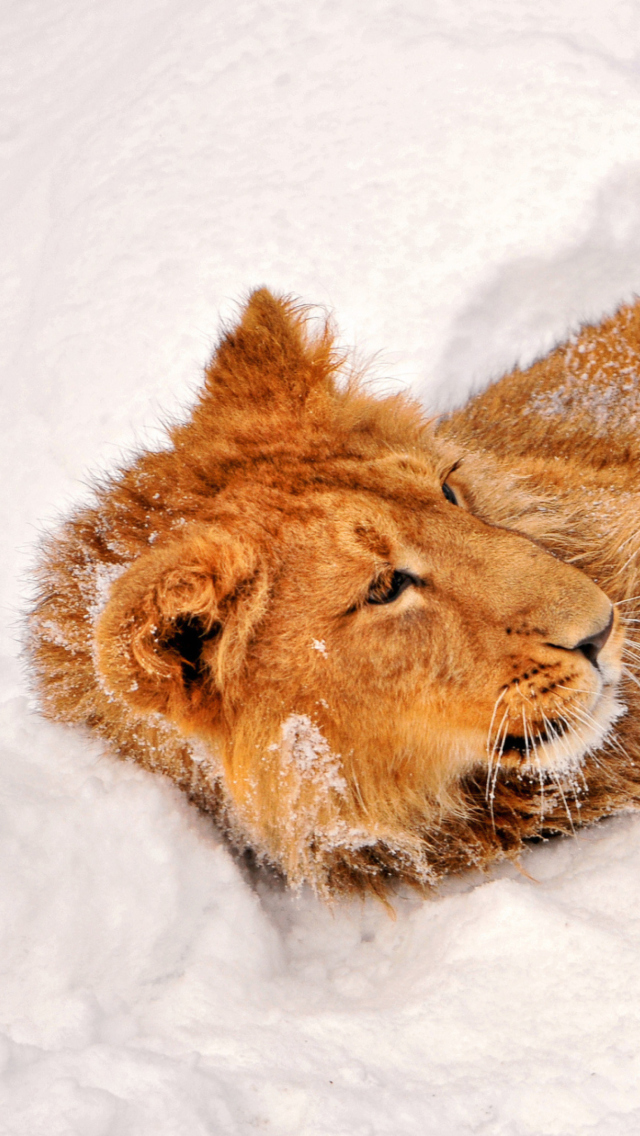 Обои Lion In Snow 640x1136