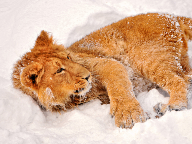 Обои Lion In Snow 640x480