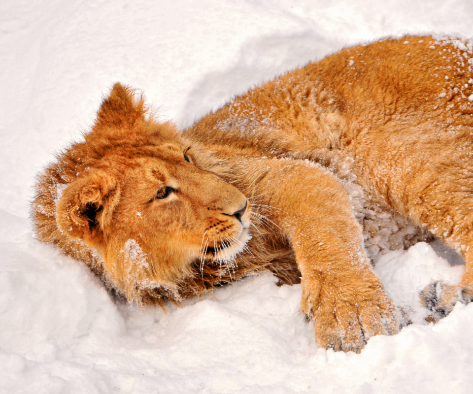 Fondo de pantalla Lion In Snow 960x800