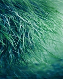 Pure Grass wallpaper 128x160