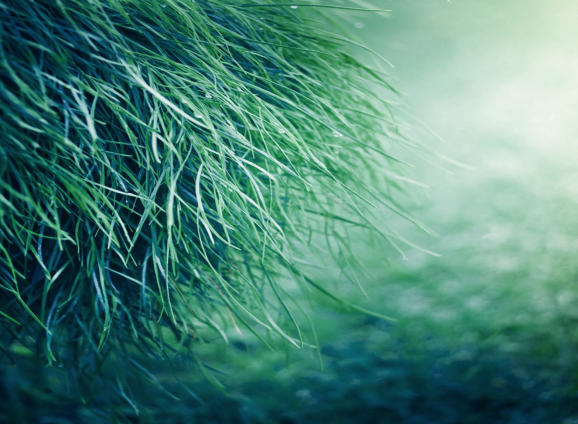 Das Pure Grass Wallpaper 1920x1408