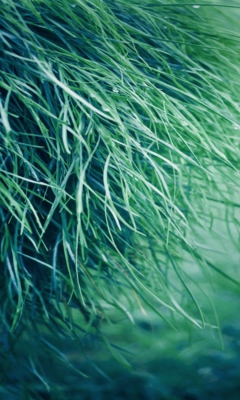 Pure Grass screenshot #1 240x400