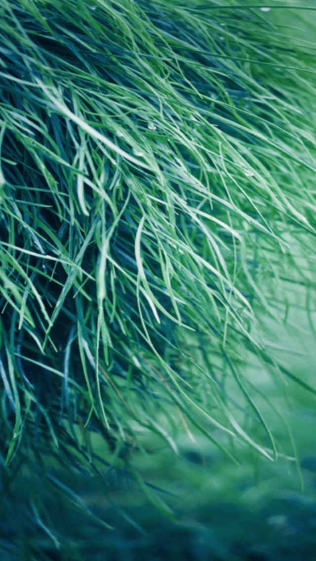 Sfondi Pure Grass 640x1136