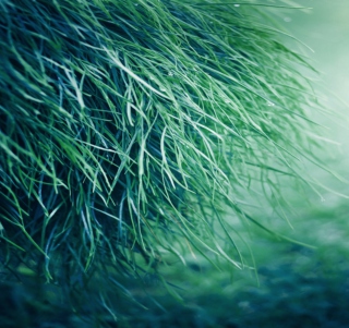 Pure Grass - Fondos de pantalla gratis para 1024x1024