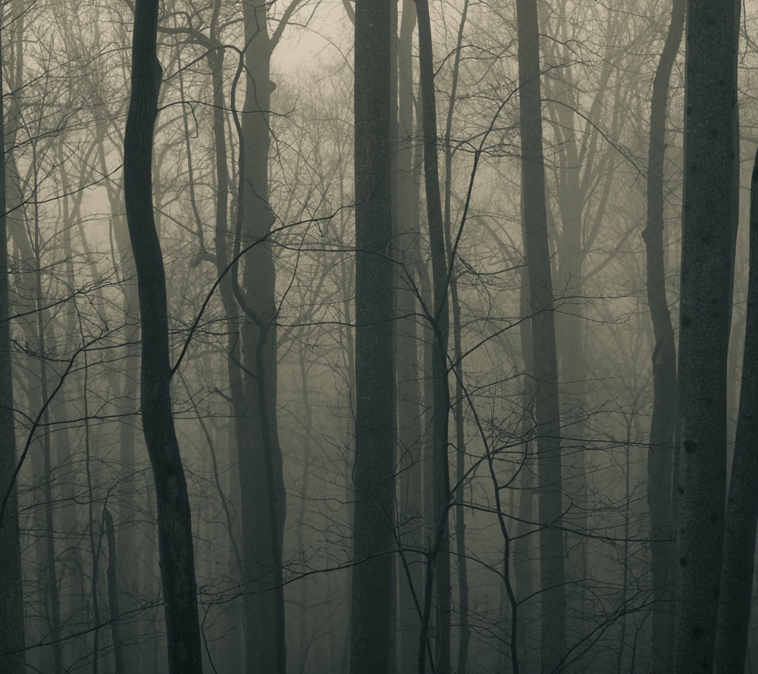 Sfondi Dark Forest 1080x960